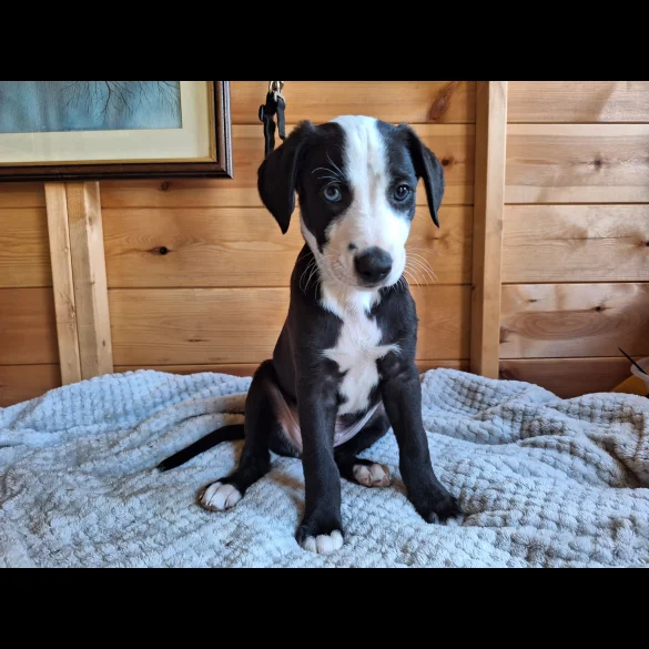 Lurcher - Dogs