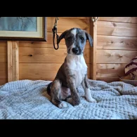 Lurcher - Dogs