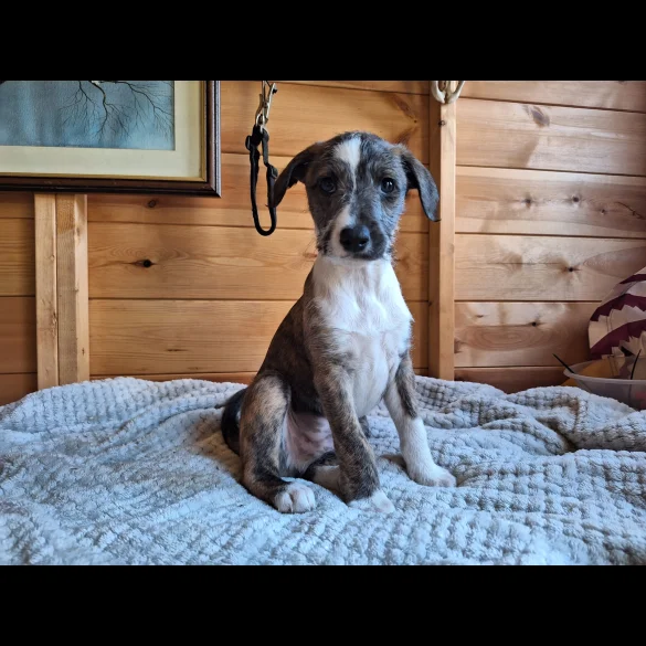 Lurcher - Dogs