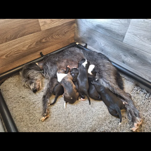 Lurcher - Dogs