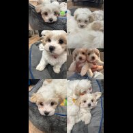 Maltese - Both