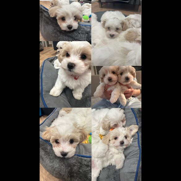 Maltese - Both
