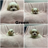 Maltese - Both