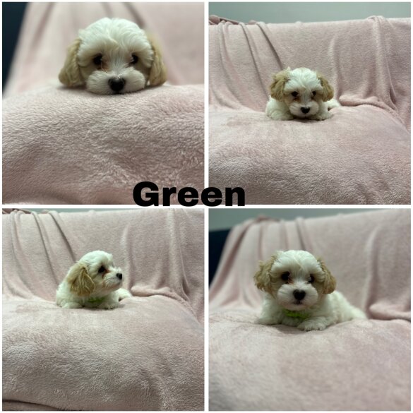 Maltese - Both