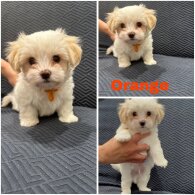 Maltese - Both