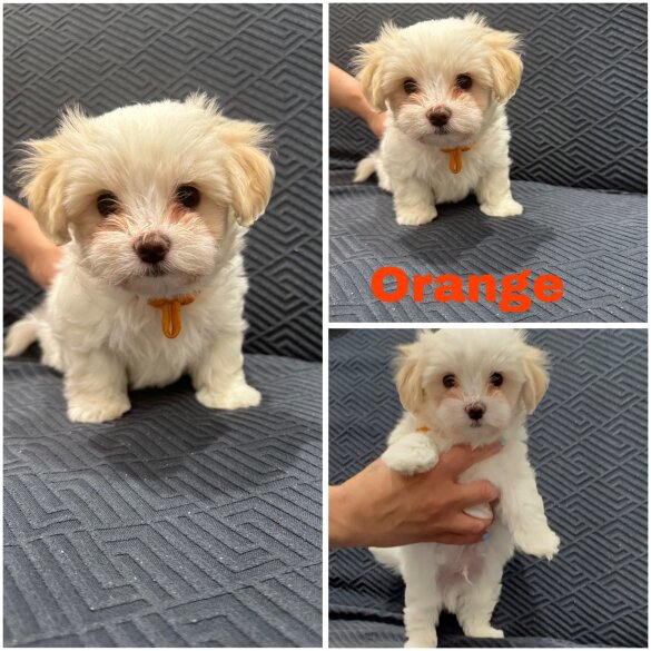 Maltese - Both