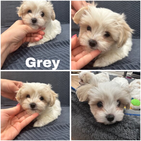 Maltese - Both