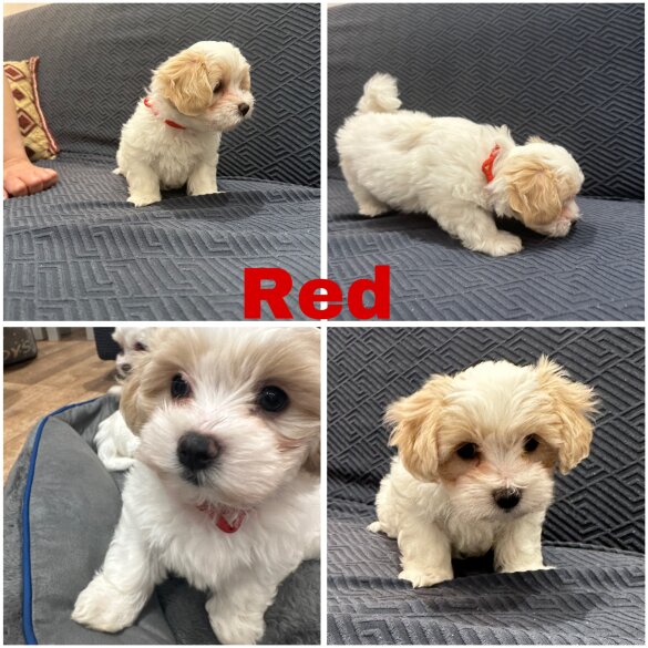 Maltese - Both
