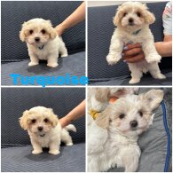 Maltese - Both