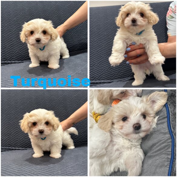 Maltese - Both