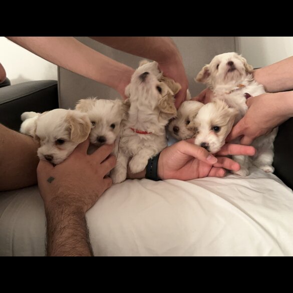 Maltese - Both