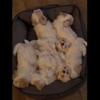 Maltese - Both