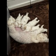 Maltese - Both