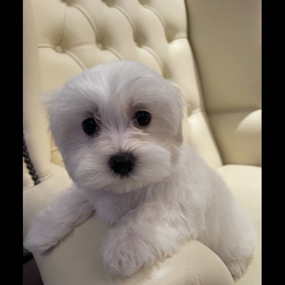 Maltese - Both