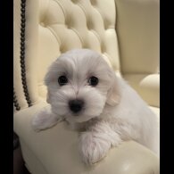 Maltese - Both