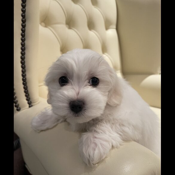 Maltese - Both