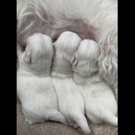Maltese - Both