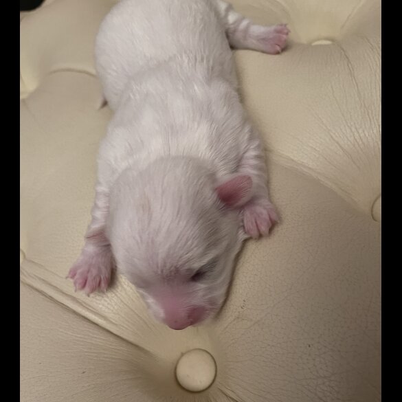 Maltese - Both