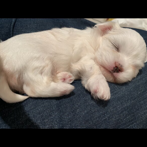 Maltese - Both