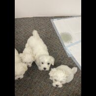 Maltese - Both