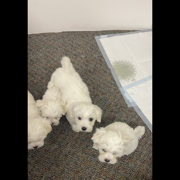 Maltese - Both
