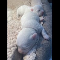 Maltese - Both