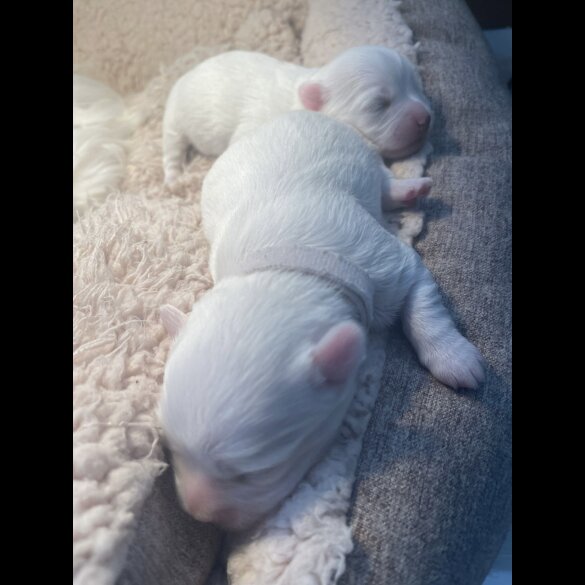 Maltese - Both