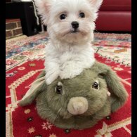Maltese - Both