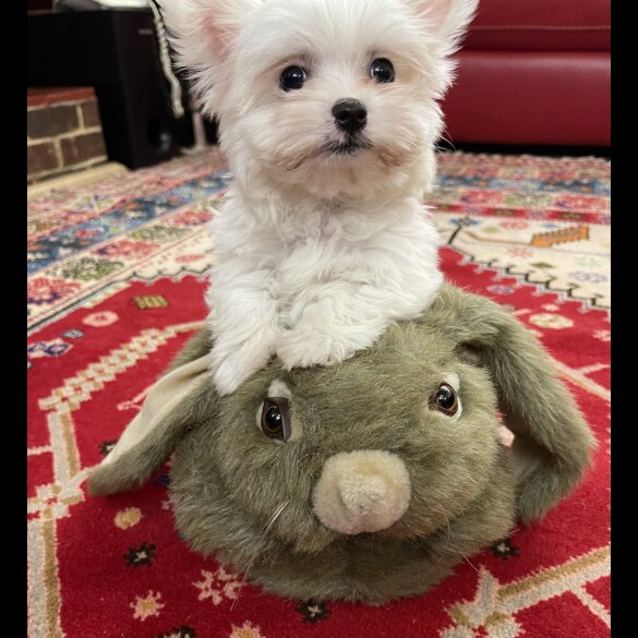 Maltese - Both