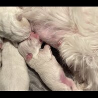 Maltese - Both