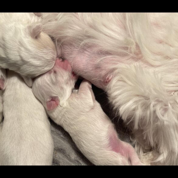 Maltese - Both