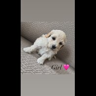 Maltipoo - Both