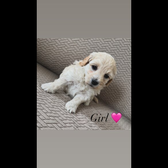Maltipoo - Both