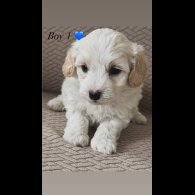 Maltipoo - Both