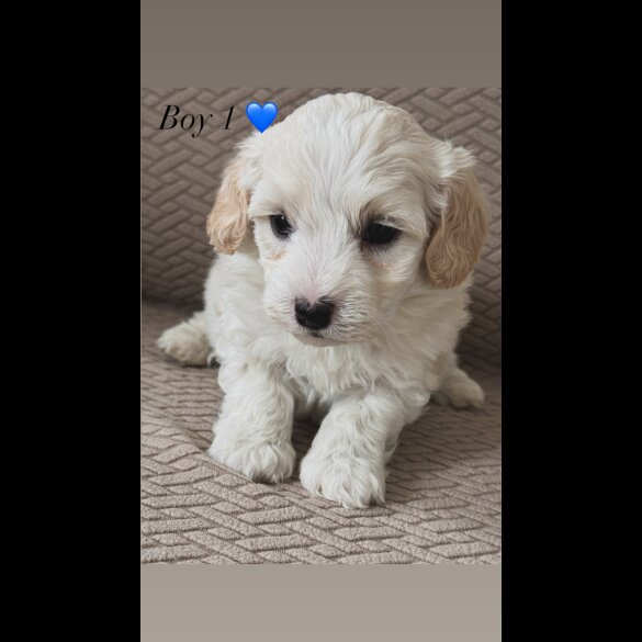 Maltipoo - Both