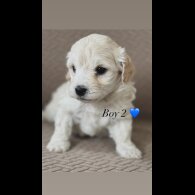 Maltipoo - Both
