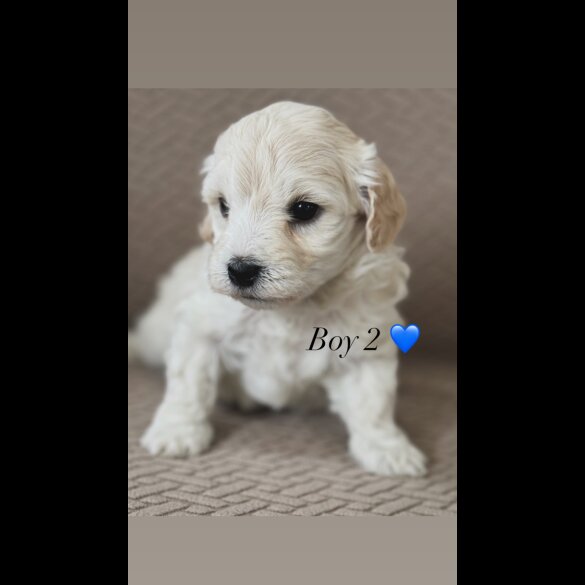 Maltipoo - Both