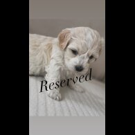Maltipoo - Both