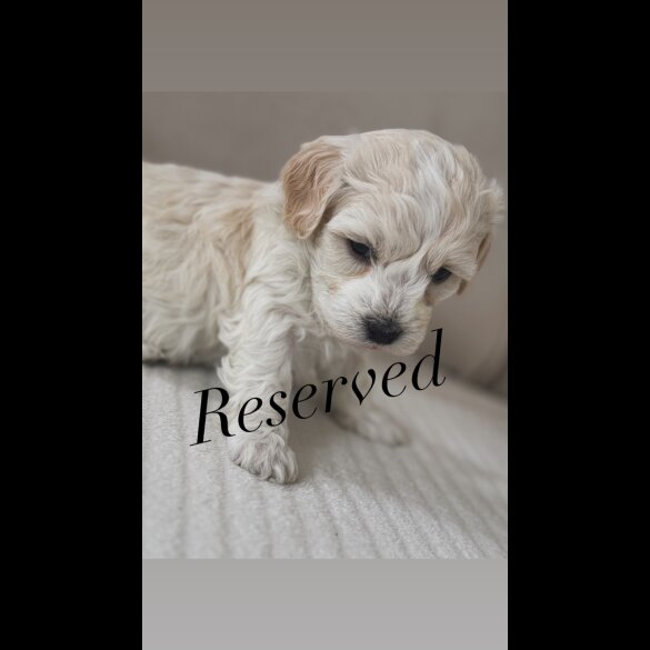 Maltipoo - Both