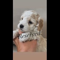 Maltipoo - Both
