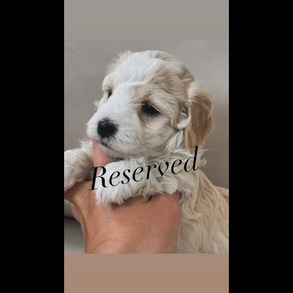 Maltipoo - Both