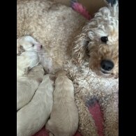 Maltipoo - Both