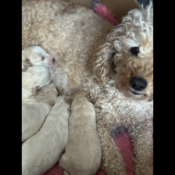 Maltipoo - Both
