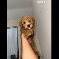 Maltipoo - Both