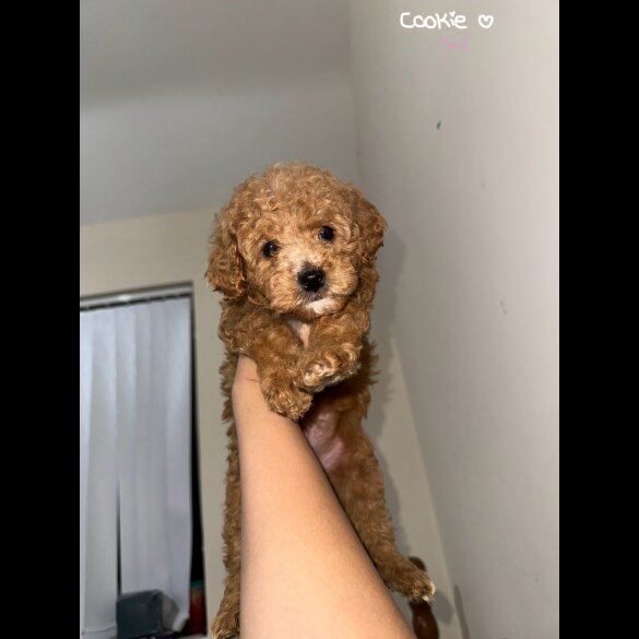 Maltipoo - Both