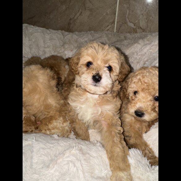 Maltipoo - Both