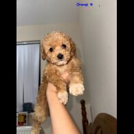 Maltipoo - Both