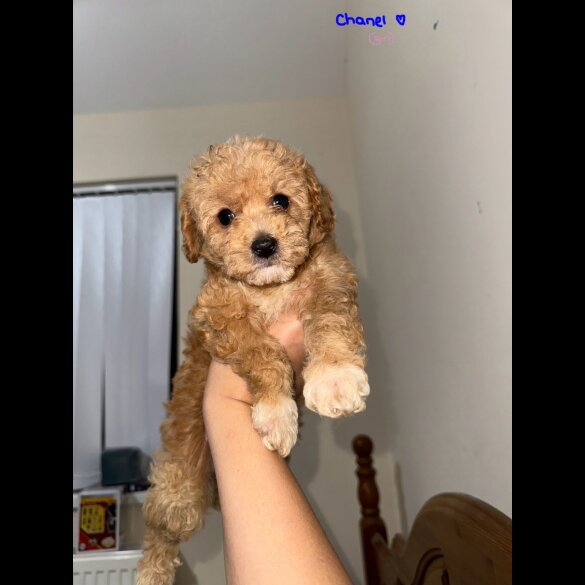 Maltipoo - Both