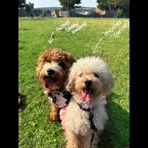 Maltipoo - Both