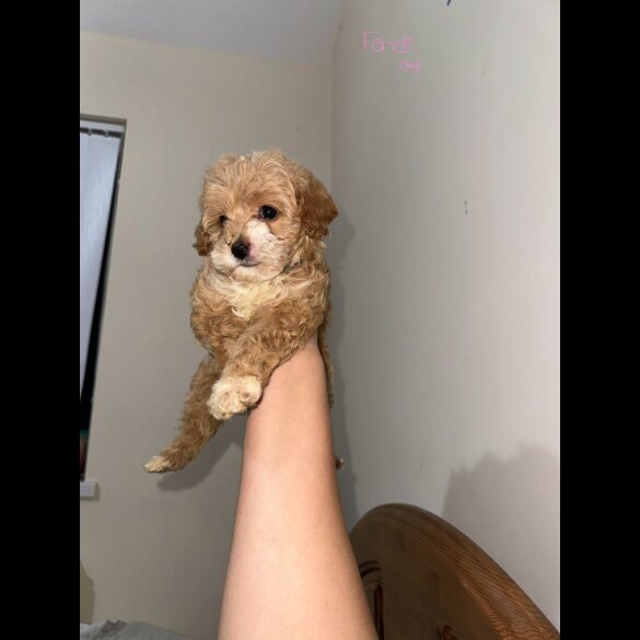 Maltipoo - Both